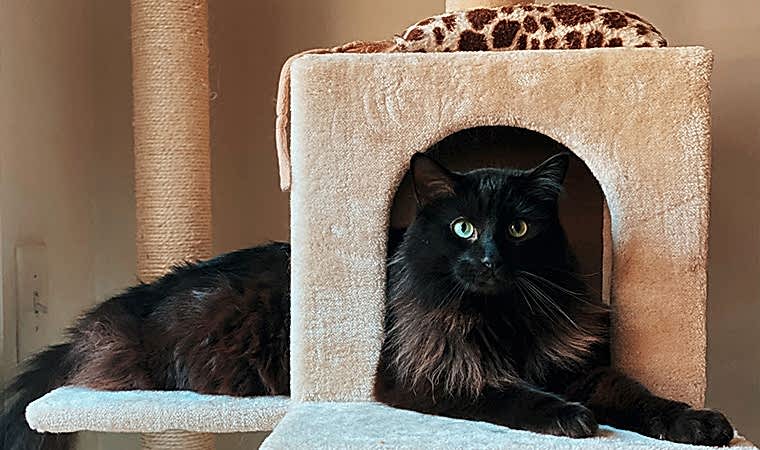 Ahşap Kedi Oyun Evleri Nedir?