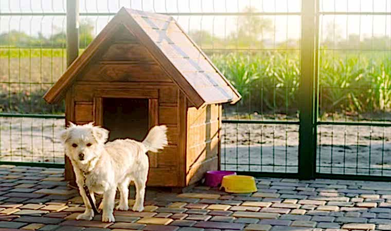 Ahşap Köpek Evinin Bakımı Nasıl Olmalıdır?