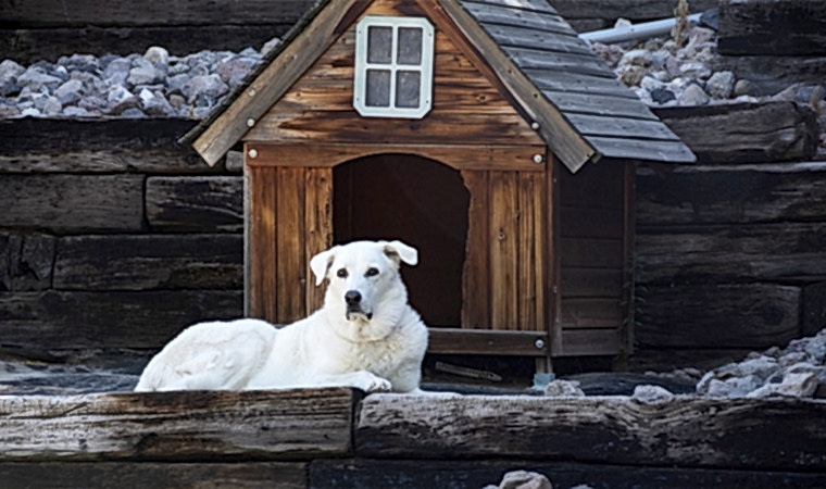Ahşap Köpek Evleri: Patili Dostlarımız İçin Yuvalar
